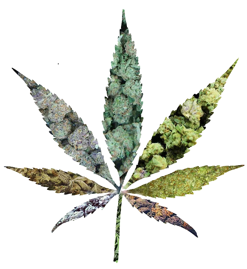 hiclipart.com (3) hiclipart.com 3 * Descubre Tu Bienestar Natural CBD