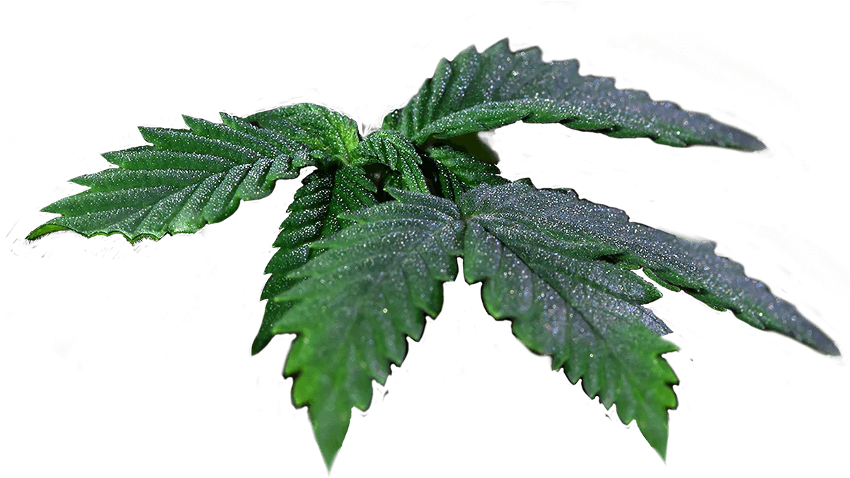 pngkit_cannabis-leaf-png_1539830 pngkit cannabis leaf png 1539830 * Descubre Tu Bienestar Natural CBD